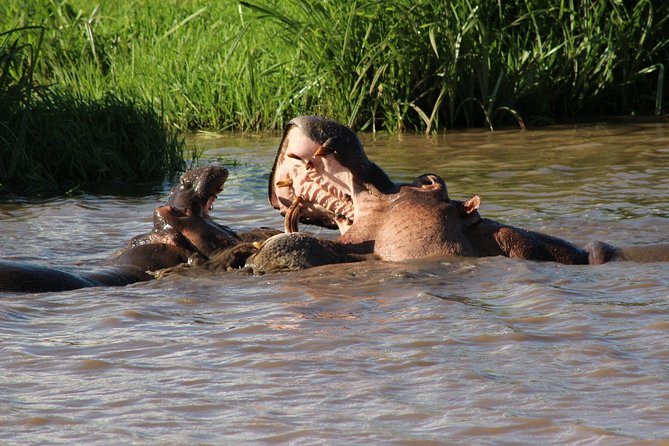 3 days safari Tsavo East and West - Day 2: Tsavo East to Tsavo West and Mzima Springs