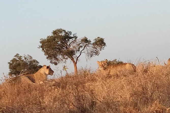 3 days safari Tsavo East and West - Day 3: A final game drive and the road back
