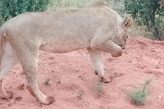 3 days safari Tsavo East and West - The private vehicle question