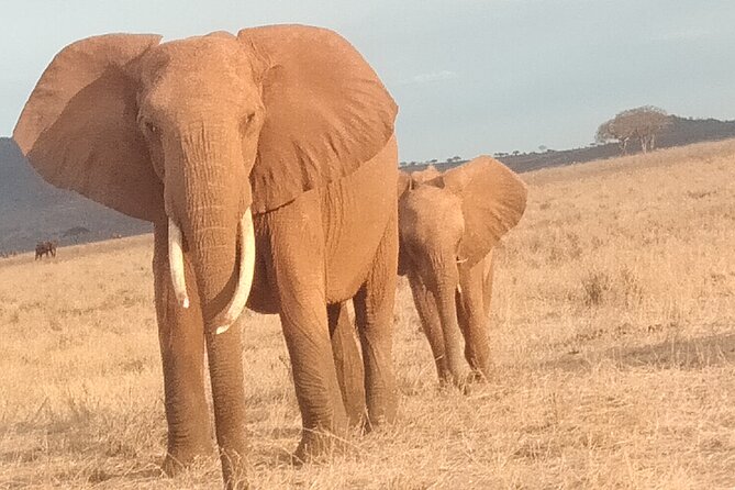3 days safari Tsavo East and West - Is $850 per person good value?