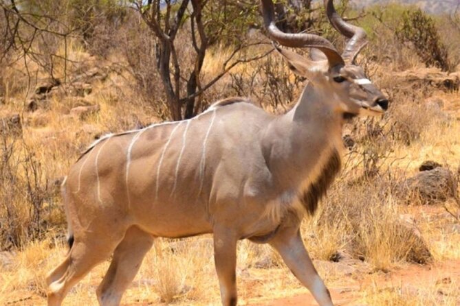 3 Days Samburu National Reserve Private Safari from Nairobi - Key points to know before booking