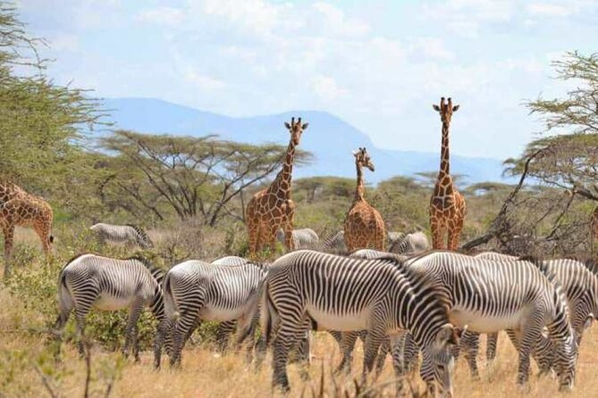 3 Days Samburu National Reserve Private Safari from Nairobi - Why Samburu feels different from the classic Kenya route