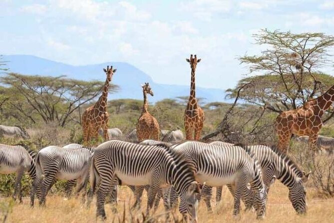 3 Days Samburu National Reserve Private Safari from Nairobi - Day 2: the most useful day for wildlife viewing