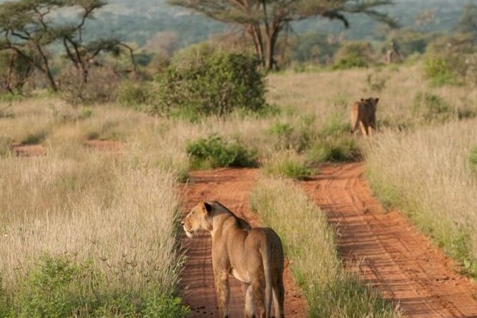 3 Days Samburu National Reserve Private Safari from Nairobi - What the private van adds to the experience