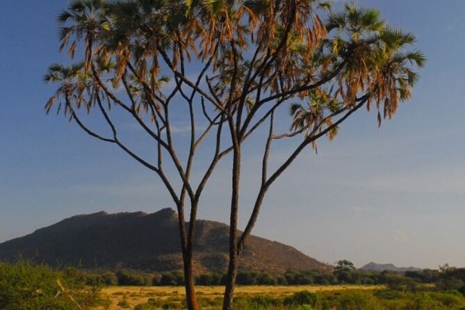 3 Days Samburu National Reserve Private Safari from Nairobi - Day 1: lunch, then your first Samburu game drive