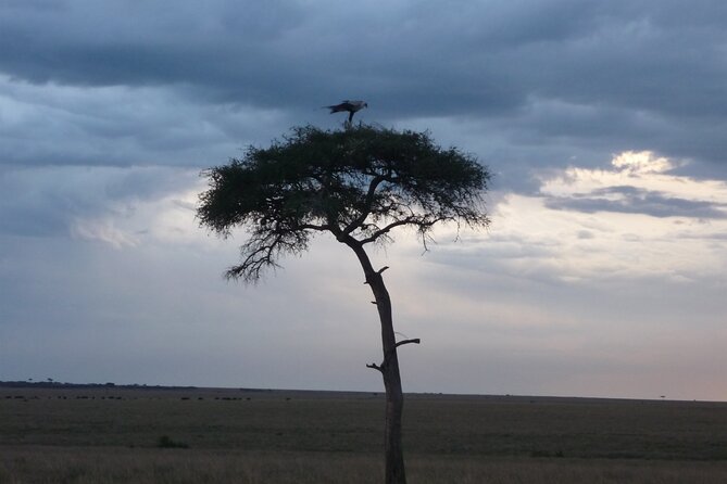 3 Days to Maasai Mara N/R. - Mara Sekanani Camp and the first afternoon drive