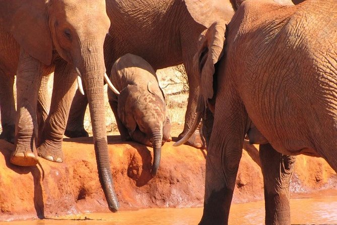 3 Days Tsavo East & Amboseli (2 Nights) - Why this route works from Mombasa