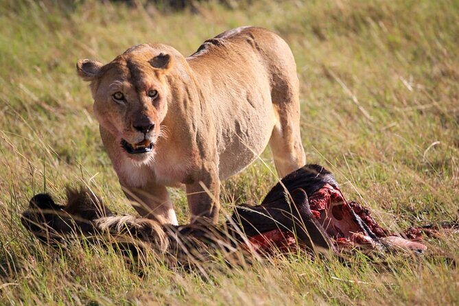 3 Days Tsavo East & Amboseli (2 Nights) - Meals, drinks, and the price