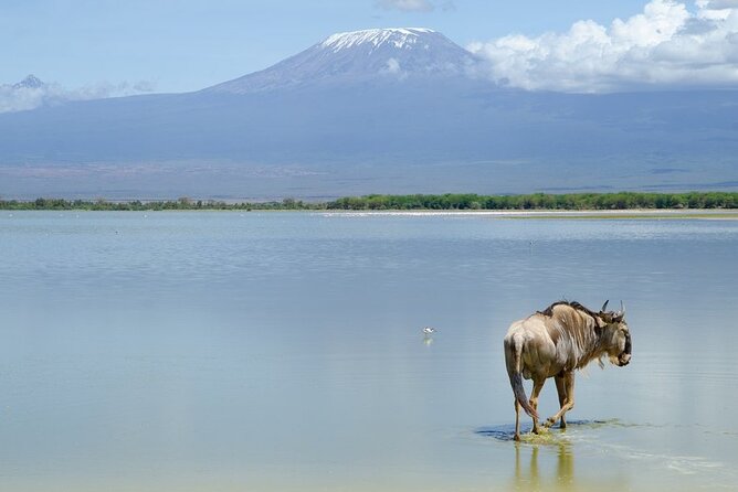 3 Days Tsavo East & Amboseli (2 Nights) - Who should choose this safari?