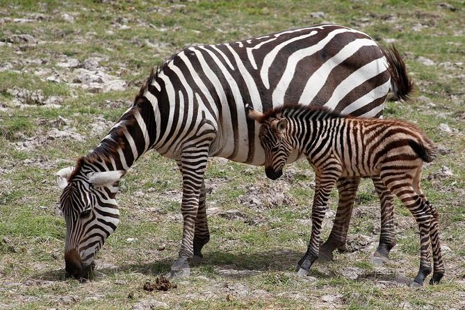 3 Days Tsavo East & Amboseli (2 Nights) - Day 1: Tsavo East through Buchuma Gate