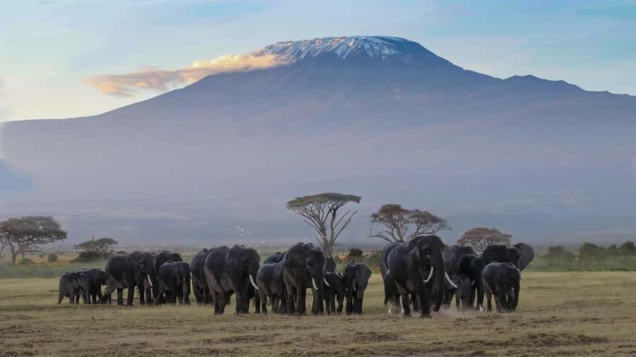 3 DAYS TSAVO EAST- AMBOSELI PARKS FROM MOMBASA/DIANI - Day three: the early drive and the long return