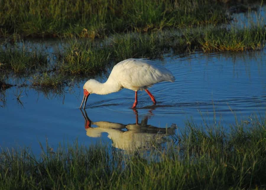 3 DAYS TSAVO EAST- AMBOSELI PARKS FROM MOMBASA/DIANI - Guides, safety, and the quality question