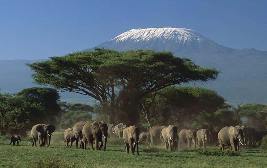 3 days Tsavo East and Amboseli safari from Diani/Mombasa - Key points to know before booking