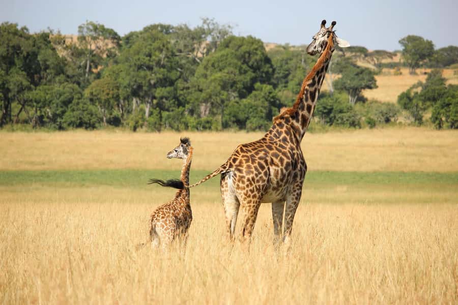 3 days Tsavo East and Amboseli safari from Diani/Mombasa - Why this safari works from Diani and Mombasa