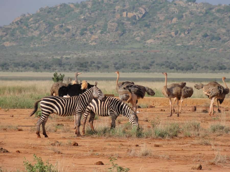 3 days Tsavo East and Amboseli safari from Diani/Mombasa - Amboseli on day three: the best light for Kilimanjaro