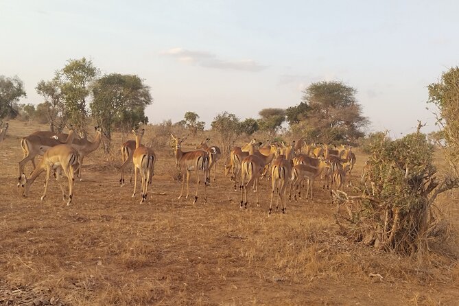 3 Days Tsavo East + Taita hills/Saltlick lodge from Malindi - Why this three-day route works from Malindi