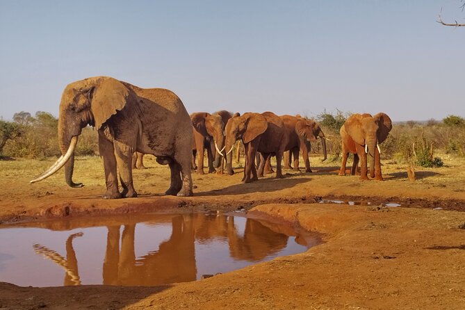 3 Days Tsavo East + Taita hills/Saltlick lodge from Malindi - What the private format is worth at $1,000