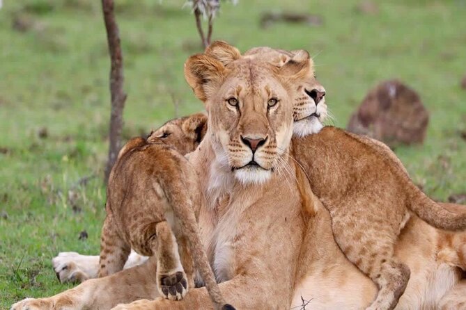 3 Days Tsavo East & West Safari from Diani Beach Mombasa - What the $680 price really covers