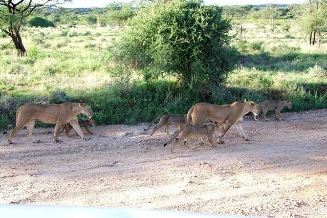 3 Days Tsavo East & West starting from Mombasa. - Leaving Mombasa at 6:00 a.m.