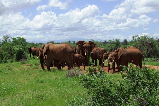 3 Days Tsavo East & West starting from Mombasa. - Tsavo West, rhino country, and Kilaguni