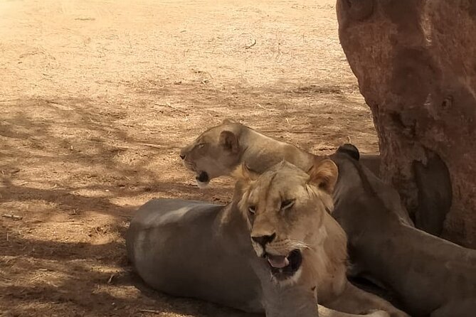 3 Days Tsavo East & West starting from Mombasa. - Mzima Springs before the return to Mombasa