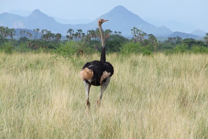 3 Days Tsavo East & West starting from Mombasa. - Who will enjoy this safari most