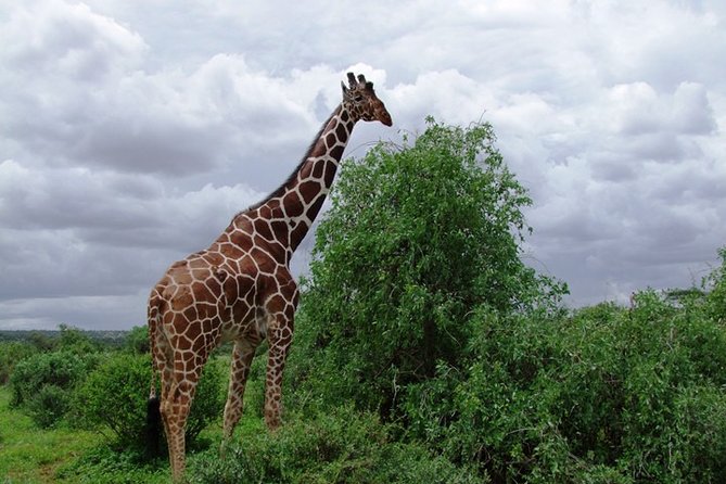 3 Days Tsavo East & West starting from Mombasa. - Practical advice before you book