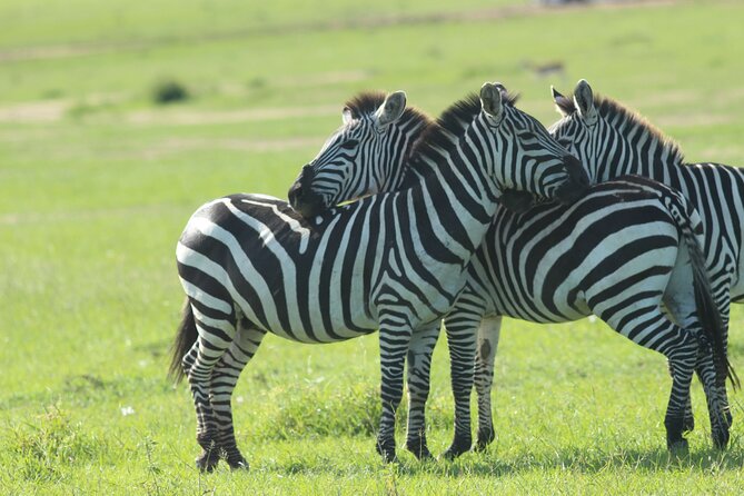 3 Days Unforgettable Masai Mara Safari Tour - The safari vehicle, group size, and comfort