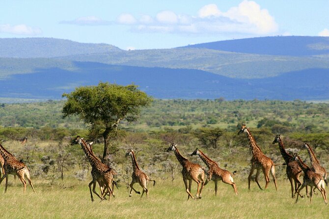 3 Days Unforgettable Masai Mara Safari Tour - Why the full Day 2 game drive matters
