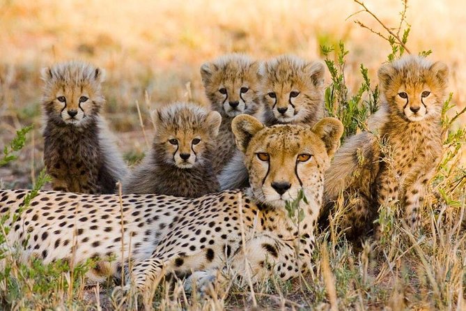 3 nights exclusive Masai Mara safari - Why four days works better than a quick Mara visit