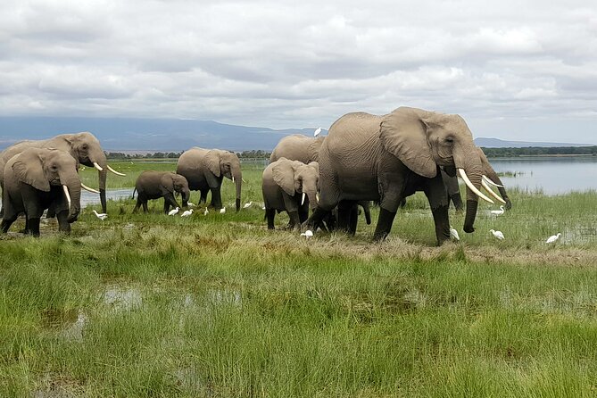 3day Amboseli Park Private safari - Key points at a glance