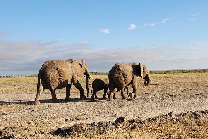 3day Amboseli Park Private safari - Day two: the main game-viewing day