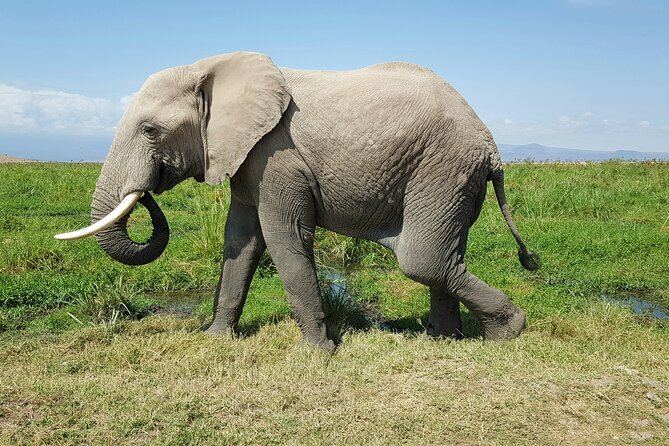 3day Amboseli Park Private safari - What the $999 price really covers