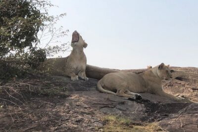 3days/2nights group joining Masai Mara with Masai Village Visit