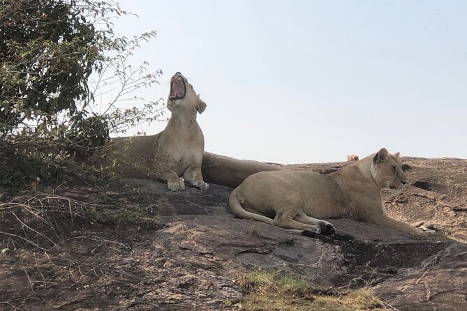 3days/2nights group joining Masai Mara with Masai Village Visit - A full day among lions, cheetahs, and elephants