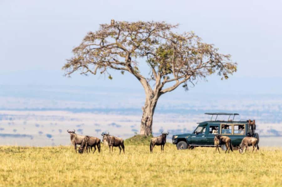 3Days Group Joining Safari to Maasai Mara from Nairobi - What the $240 safari really covers