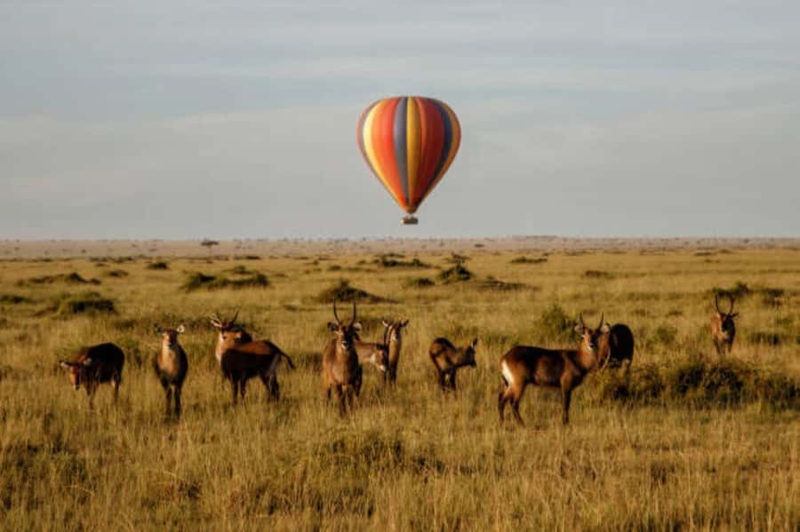 3Days Group Joining Safari to Maasai Mara from Nairobi - Optional balloon flight and added expenses