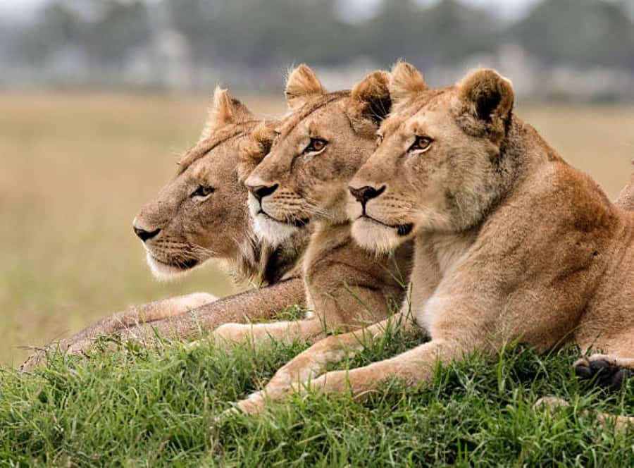 3Days Group Joining Safari to Maasai Mara from Nairobi - Who will get the most from this safari
