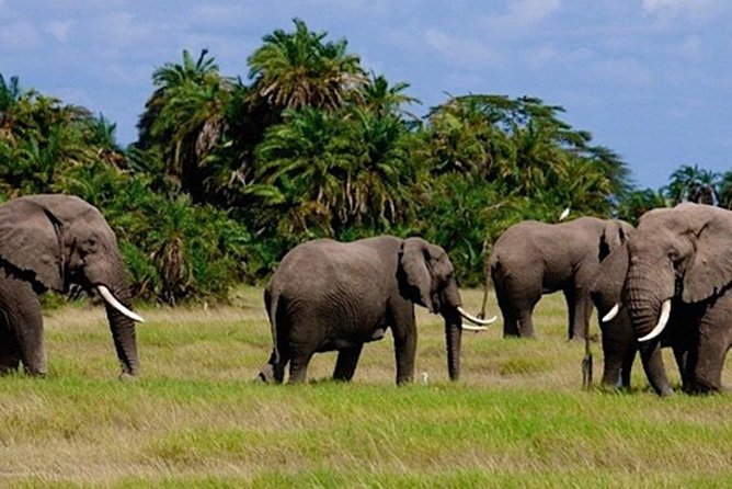 3days masai mara best of lodge safari - The first game drive and Jambo Mara Lodge