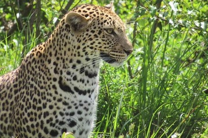 3days masai mara best of lodge safari - What the small group really adds