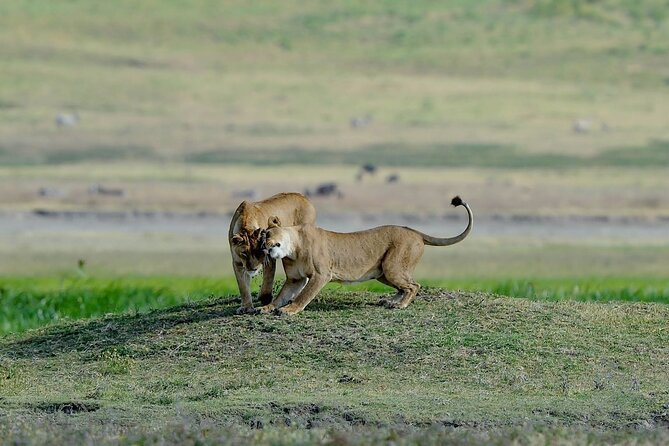 3days masai mara best of lodge safari - Day two gives you the safari’s best time