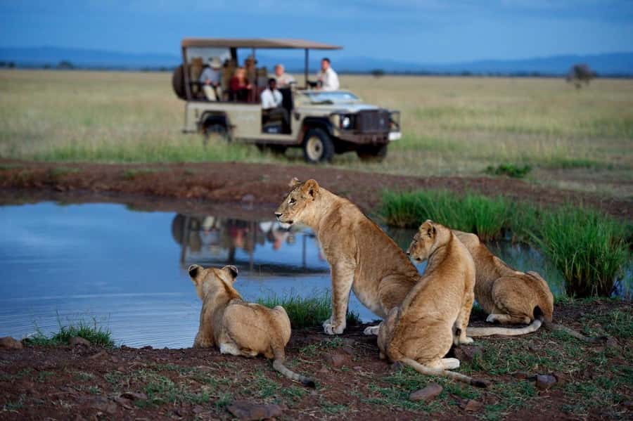 3Days Masai Mara & Naivasha Boat ride Group Joining Camping - Why this three-day safari works