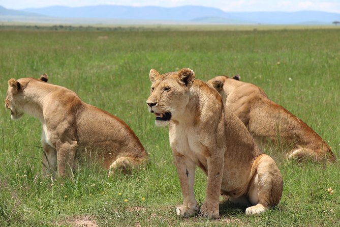3days Masai Mara private safari with a 4x4 land cruiser Jeep - Key points to know before booking