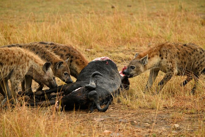 3days Masai Mara private safari with a 4x4 land cruiser Jeep - A full day in the Mara is the heart of the trip