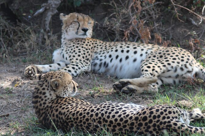 3days Masai Mara private safari with a 4x4 land cruiser Jeep - The optional Maasai village visit needs a clear choice