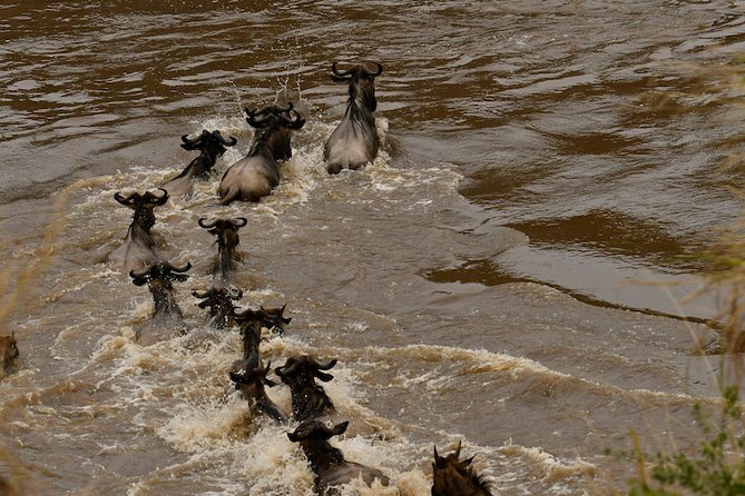 3days Masai Mara private safari with a 4x4 land cruiser Jeep - The late afternoon drive gives Day 1 a strong start