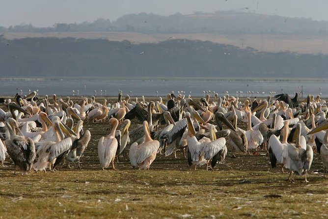 4-Day Adventure to Lake Nakuru & Maasai Mara - What this four-day safari actually covers