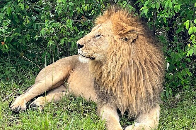 4-Day Adventure to Lake Nakuru & Maasai Mara - Day 3: A 10-hour Maasai Mara game drive