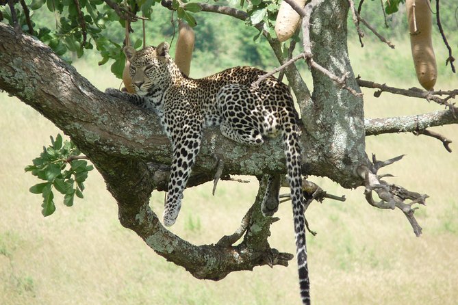 4-Day Adventure to Lake Nakuru & Maasai Mara - The guides are a major part of the value