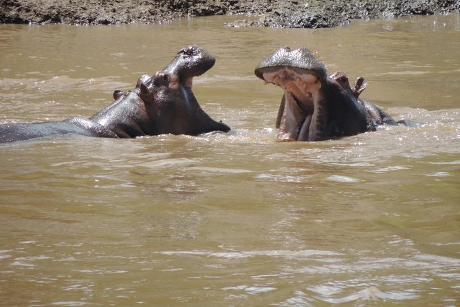 4-Day Adventure to Lake Nakuru & Maasai Mara - Who will enjoy this safari most?